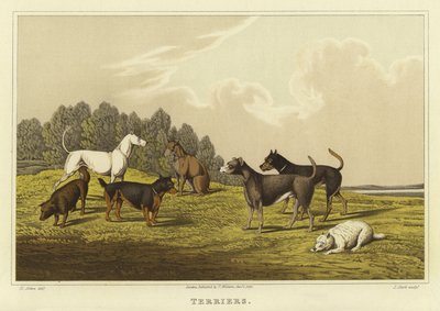 Terriers de Henry Thomas Alken